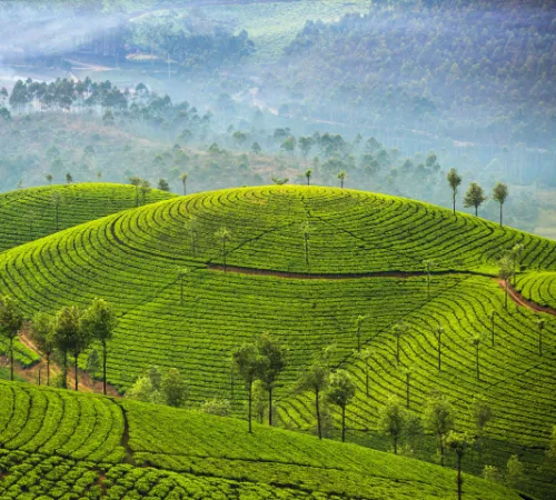 Kerala Heritage Shores and Tea Hills